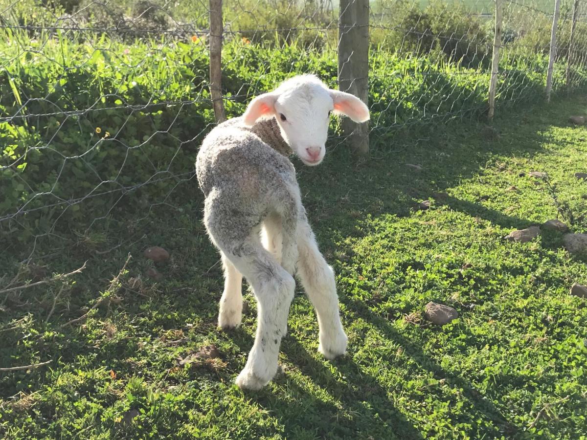 더반빌 Anna Beulah Farm 빌라 외부 사진