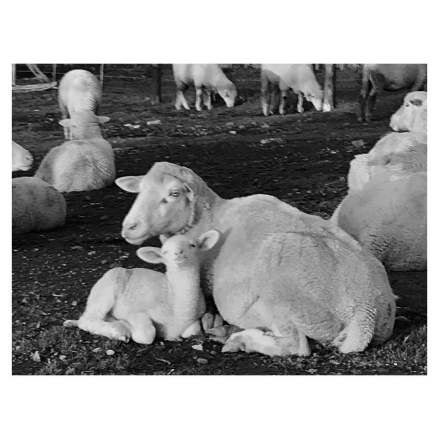 더반빌 Anna Beulah Farm 빌라 외부 사진
